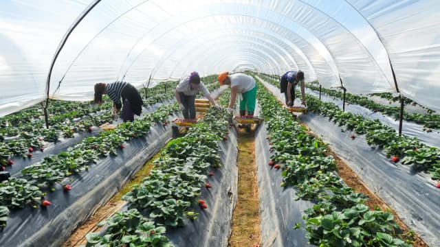 Ile można zarobić na zbiorach w Niemczech? Sprawdź realne stawki